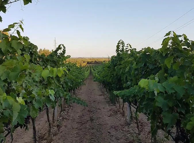 Antica Masseria Torre Mozza Lodge *